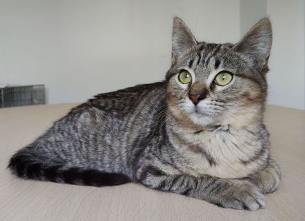 Darf sich die kleine Pulguita, 8 Mon., bald auf ein Zuhause freuen?