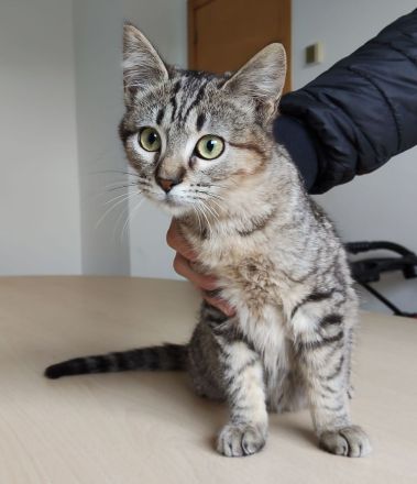 Darf sich die kleine Pulguita, 8 Mon., bald auf ein Zuhause freuen?