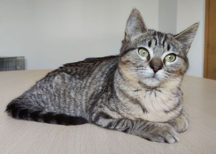 Darf sich die kleine Pulguita, 8 Mon., bald auf ein Zuhause freuen?