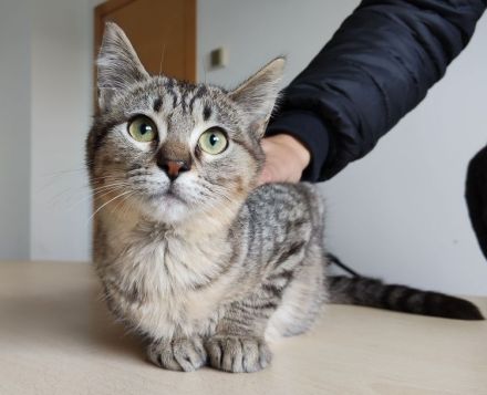 Darf sich die kleine Pulguita, 8 Mon., bald auf ein Zuhause freuen?