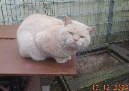 Britisch Kurzhaar Deckkater mit STB