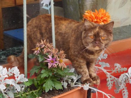 Britisch Kurzhaar Deckkater mit STB