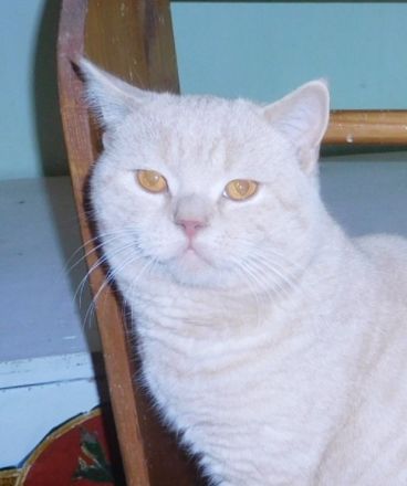 Britisch Kurzhaar Deckkater mit STB