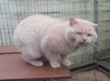 Britisch Kurzhaar Deckkater mit STB