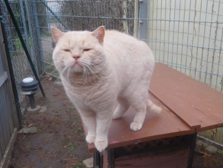 Britisch Kurzhaar Deckkater mit STB