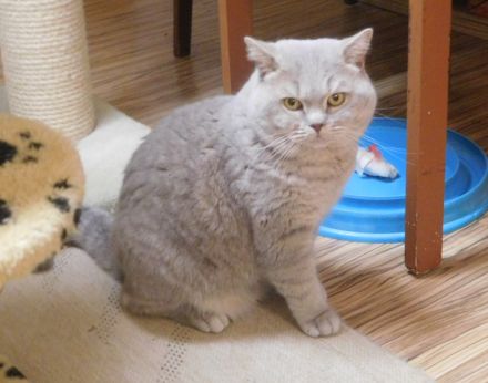 Britisch Kurzhaar Deckkater mit STB
