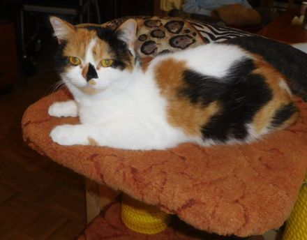 Britisch Kurzhaar Deckkater mit STB