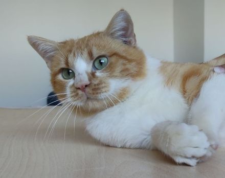 Joaquin, freundlich und verspielt, wünscht sich ein Für-Immer-Zuhause