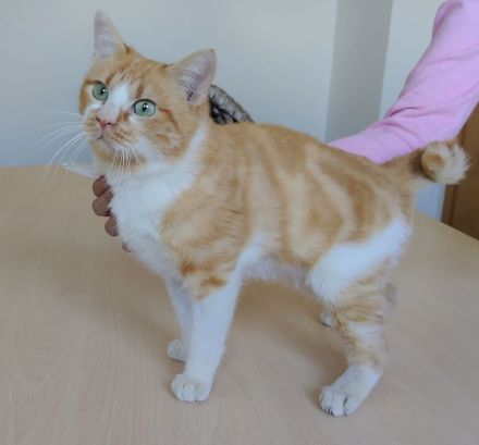 Joaquin, freundlich und verspielt, wünscht sich ein Für-Immer-Zuhause