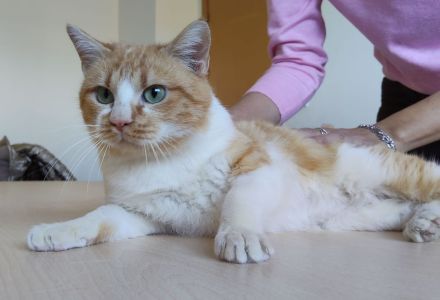 Joaquin, freundlich und verspielt, wünscht sich ein Für-Immer-Zuhause