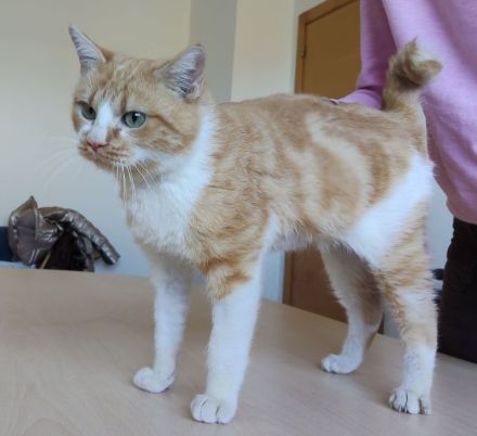 Joaquin, freundlich und verspielt, wünscht sich ein Für-Immer-Zuhause