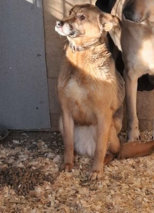 Stella Hündin Weiblich Mischling Schäferhund-Mix aus Bosnien geboren 2019