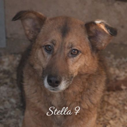 Stella Hündin Weiblich Mischling Schäferhund-Mix aus Bosnien geboren 2019