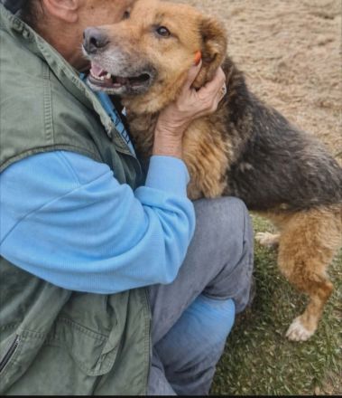 Stella Hündin Weiblich Mischling Schäferhund-Mix aus Bosnien geboren 2019