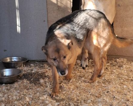 Stella Hündin Weiblich Mischling Schäferhund-Mix aus Bosnien geboren 2019