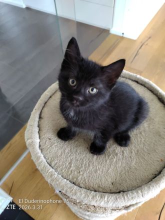 Babykatzen zu verkaufen