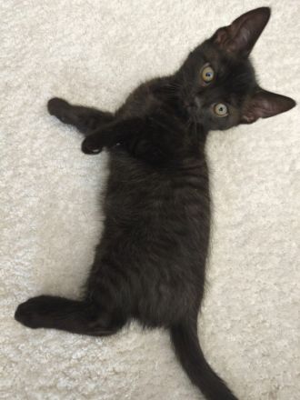 Babykatzen zu verkaufen