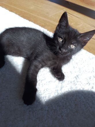 Babykatzen zu verkaufen