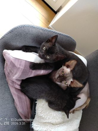 Babykatzen zu verkaufen