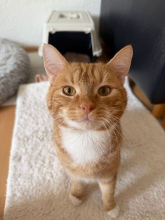 Katzenpaar sucht für immer Zuhause