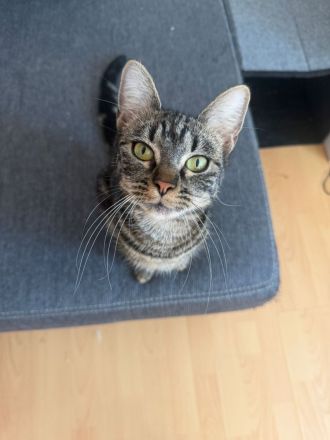 Katzenpaar sucht für immer Zuhause