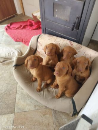 Magyar Vizsla Welpen
