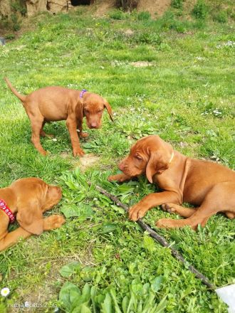 Magyar Vizsla Welpen