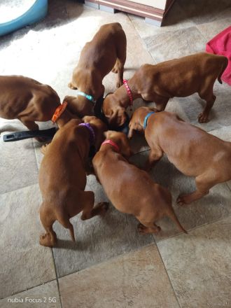 Magyar Vizsla Welpen