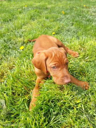 Magyar Vizsla Welpen