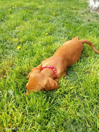 Magyar Vizsla Welpen