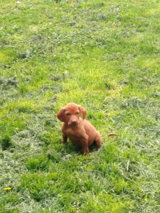 Magyar Vizsla Welpen