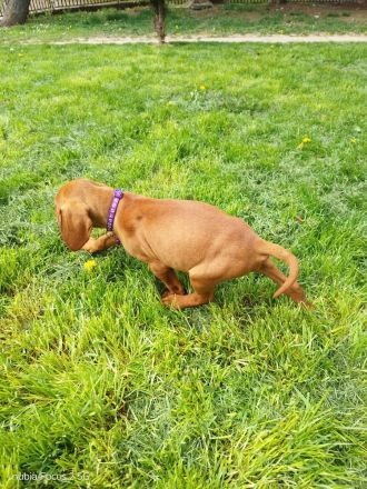 Magyar Vizsla Welpen