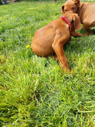 Magyar Vizsla Welpen