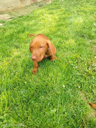 Magyar Vizsla Welpen