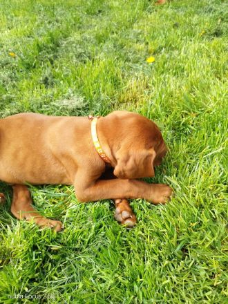 Magyar Vizsla Welpen