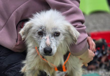 Kämpferin Hope sucht ihre Menschen....