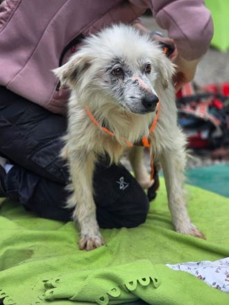 Kämpferin Hope sucht ihre Menschen....