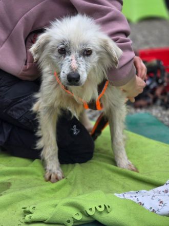 Kämpferin Hope sucht ihre Menschen....