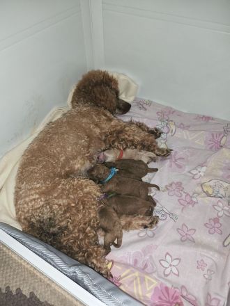 Zwerg-/Toypudel Welpen