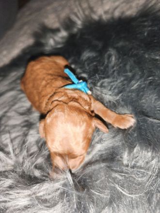 Zwerg-/Toypudel Welpen