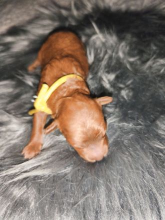 Zwerg-/Toypudel Welpen