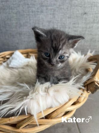 Britisch Kurzhaar Kitten