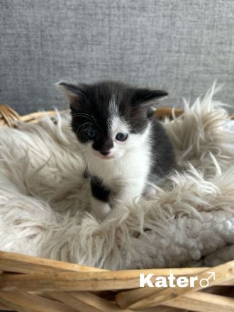 Britisch Kurzhaar Kitten