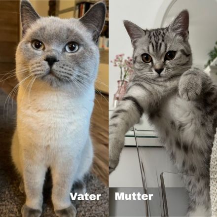 Britisch Kurzhaar Kitten