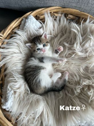 Britisch Kurzhaar Kitten