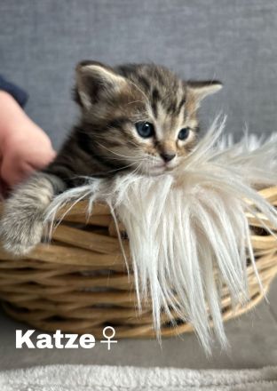 Britisch Kurzhaar Kitten