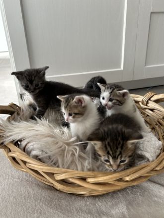 Britisch Kurzhaar Kitten