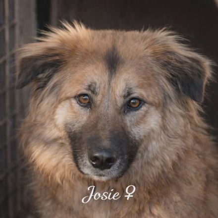 Josie - Hündin Mischling, weiblich Langhaar aus Bosnien sucht ihre Familie