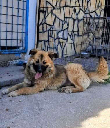 Josie - Hündin Mischling, weiblich Langhaar aus Bosnien sucht ihre Familie