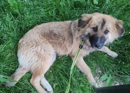 Josie - Hündin Mischling, weiblich Langhaar aus Bosnien sucht ihre Familie